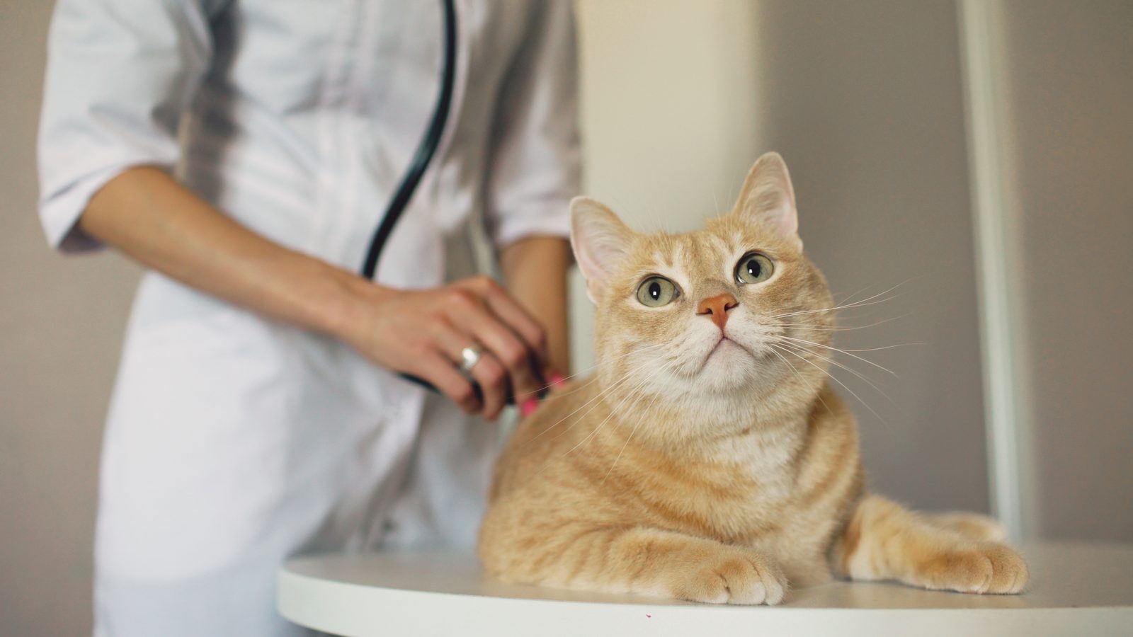 How to Plan a Visit to Baltimore with Pets Using Local Information